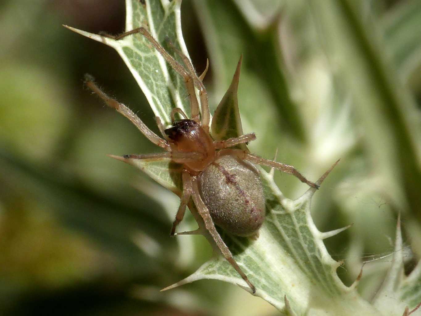 Cheiracanthium cf. pennatum - Santa Teresa Gallura (OT)